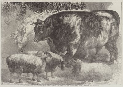 Exposición de ganado del Club Smithfield, ganado y ovejas premiados en el Agricultural Hall, Islington de Samuel John Carter